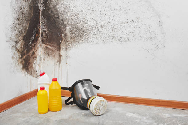 Best Mold Damage Repair  in Arlington, TX