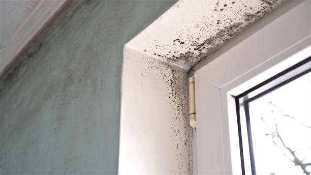 Best Professional Mold Removal  in Arlington, TX