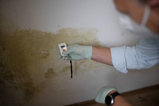 Home Mold Removal in Arlington, TX