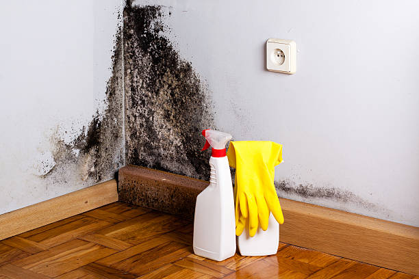 Best Black Mold Removal  in Arlington, TX