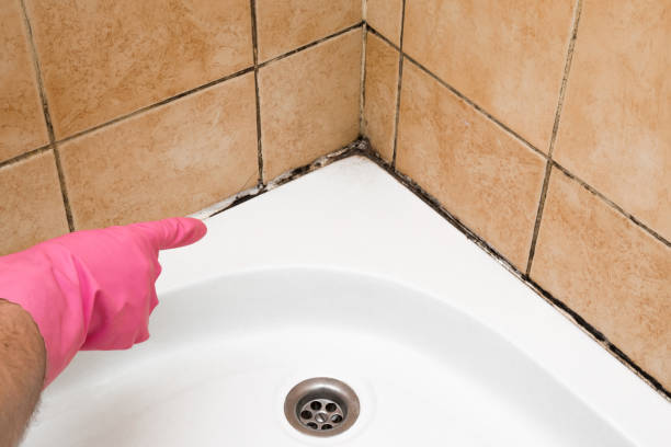 Best Home Mold Removal  in Arlington, TX